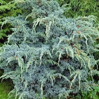 Можжевельник БЛЮ АЛЬПС китайский  в Кобрине