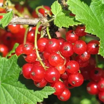 Смородина красная РАЧКОВСКАЯ в Кобрине