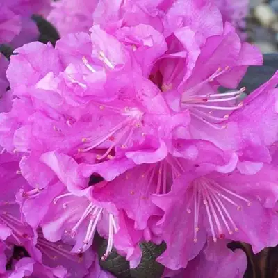 Рододендрон П.Ж.М. ЭЛИТ в Кобрине