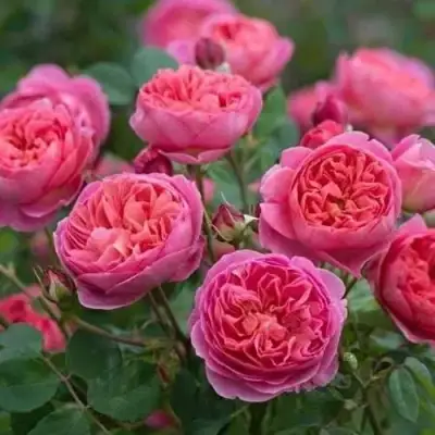 Роза БЕНДЖАМИН БРИТТЕН шраб в Кобрине