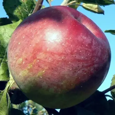 Яблоня АЛЕСЯ в Кобрине