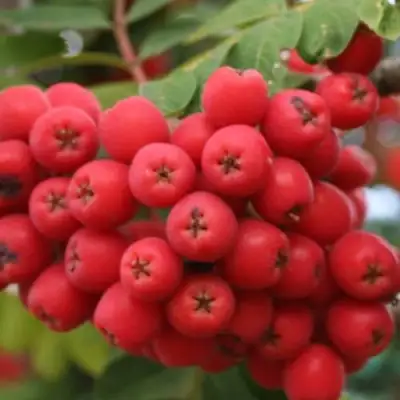 Рябина АЛАЯ КРУПНАЯ сладкоплодная в Кобрине