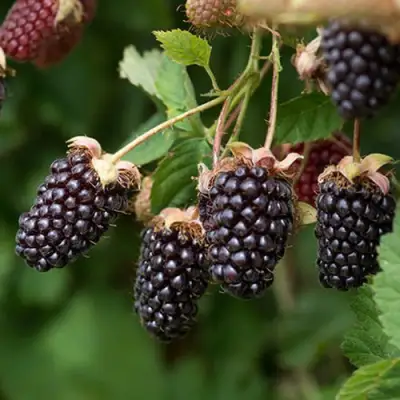 Ежемалина БОЙСЕНБЕРРИ в Кобрине