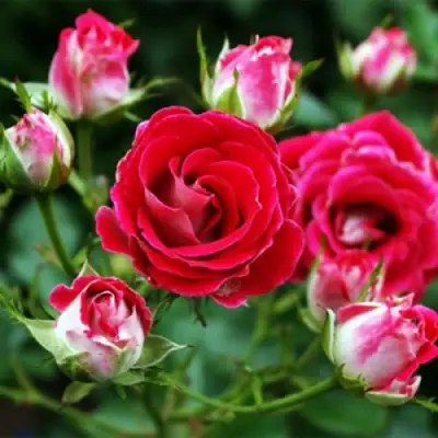 Роза ШОНЕ КОБЛЕНЦЕРИН флорибунда в Кобрине