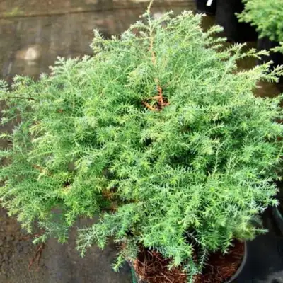 Кипарисовик СКВАРРОЗА горохоплодный в Кобрине