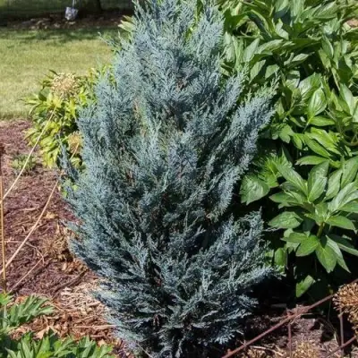 Кипарисовик ДАРТС БЛЮ РИББОН лавсона в Кобрине