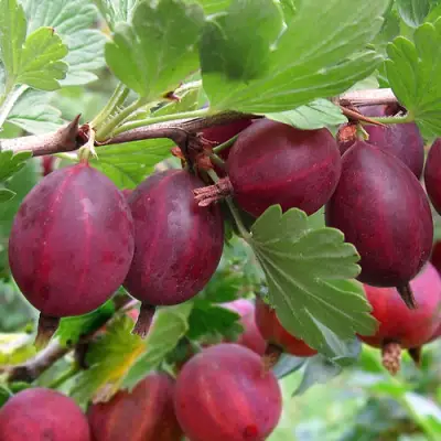 Крыжовник ХИННОМАКИ РОТ в Кобрине