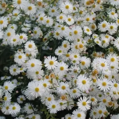 Болтония СНОУБЭНК в Кобрине