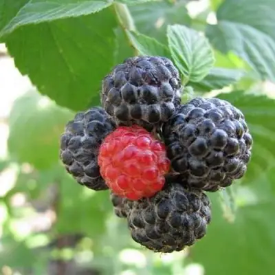 Малина КУМБЕРЛЕНД в Кобрине