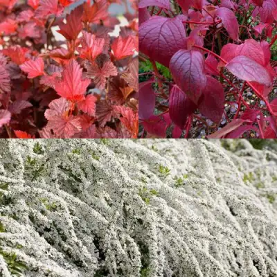 Комплект ЖИВАЯ ИЗГОРОДЬ в Кобрине