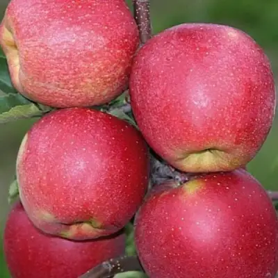 Яблоня ЧЕМПИОН в Кобрине