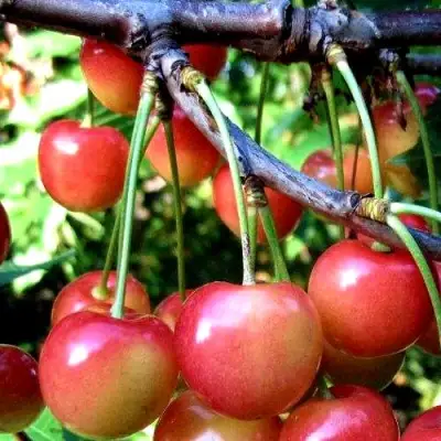 Черешня ГАСТИНЕЦ в Кобрине