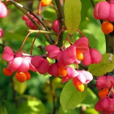 Бересклет ЕВРОПЕЙСКИЙ в Кобрине