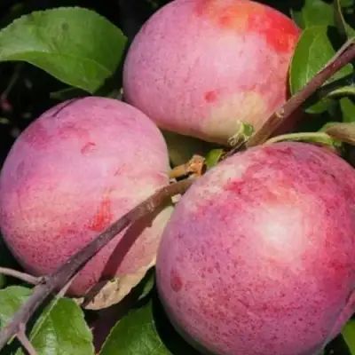 Яблоня БЕЛОРУССКОЕ МАЛИНОВОЕ в Кобрине