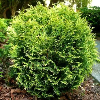 Туя ВОТЕРФИЛД западная в Кобрине