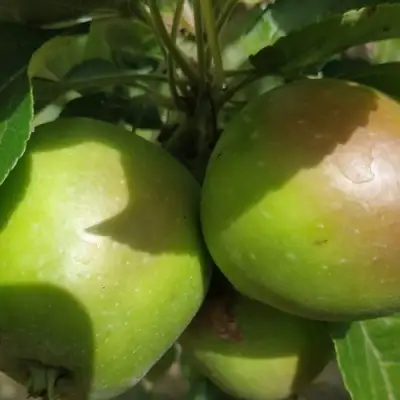 Яблоня ПАМЯТЬ СИКОРЫ в Кобрине