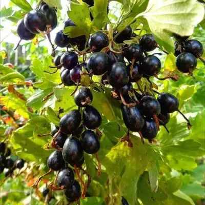 Смородина золотистая ОВАЛЬНАЯ в Кобрине