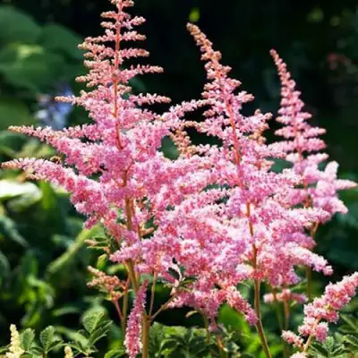 Астильба ЭДЕНС ОДИССЕЙ Арендса в Кобрине