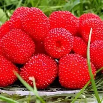 Малина ТИБЕТСКАЯ (РОЗОЛИСТНАЯ) в Кобрине