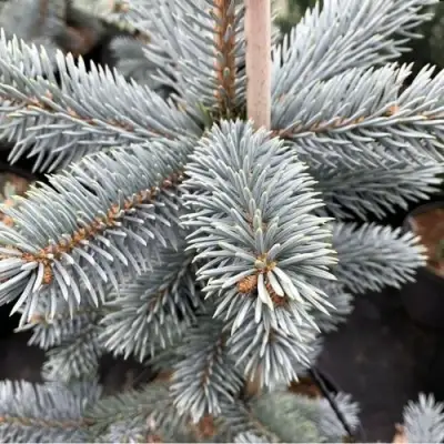 Ель РОЯЛ БЛЮ колючая  в Кобрине