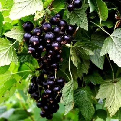 Смородина чёрная БЕЛОРУССКАЯ СЛАДКАЯ в Кобрине