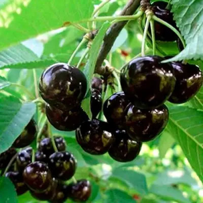 Черешня МУСКАТНАЯ в Кобрине