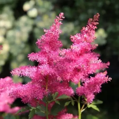 Астильба САННИ ДЕЙ гибридная в Кобрине