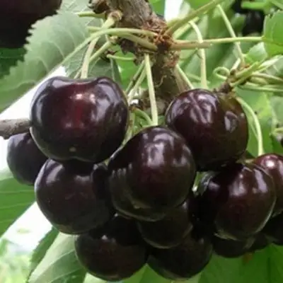 Вишня РОССОШАНСКАЯ ЧЕРНАЯ в Кобрине