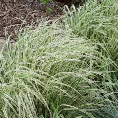 Вейник ОВЕРДАМ остроцветковый в Кобрине