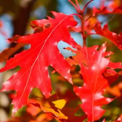 Дуб красный в Кобрине