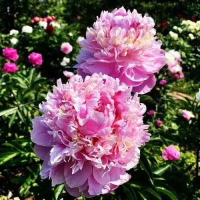 Пион ЛАВОН травянистый в Кобрине
