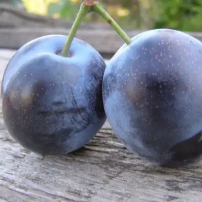 Слива БЛЮФРИ в Кобрине