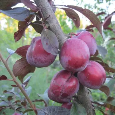 Слива ЛАМА в Кобрине