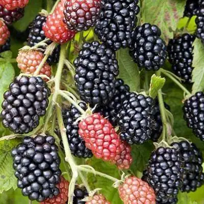 Ежевика НАВАХО бесшипная  в Кобрине