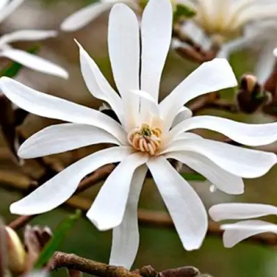 Магнолия СТЕЛЛАТА в Кобрине