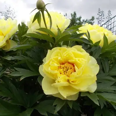 Пион БАРЦЕЛЛА (БАРТЗЕЛЛА) ито-гибрид в Кобрине