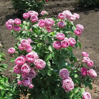 Роза МИСТИ БАБЛС спрей в Кобрине