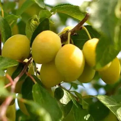 Слива ОЧАКОВСКАЯ ЖЕЛТАЯ в Кобрине