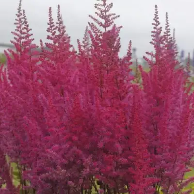 Астильба МАЙТИ ЧОКОЛАТ ЧЕРРИ китайская в Кобрине