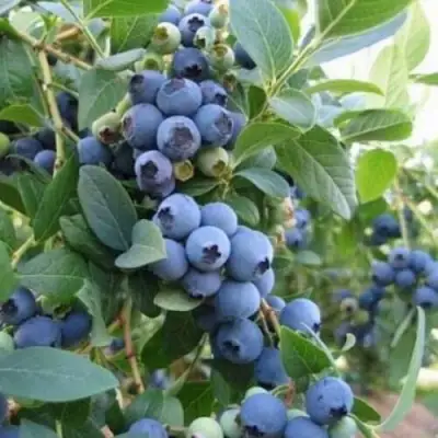 Голубика ЭЛЛИОТ в Кобрине