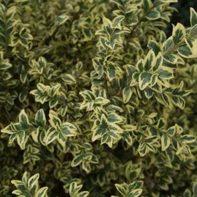 Самшит АУРЕАВАРИЕГАТА в Кобрине