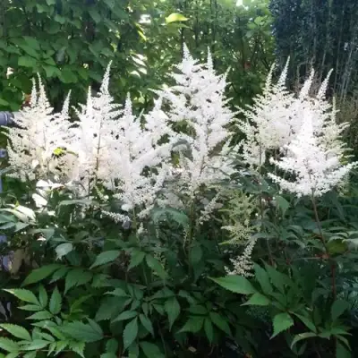 Астильба БРАУТШЛЕЙЕР Арендса в Кобрине