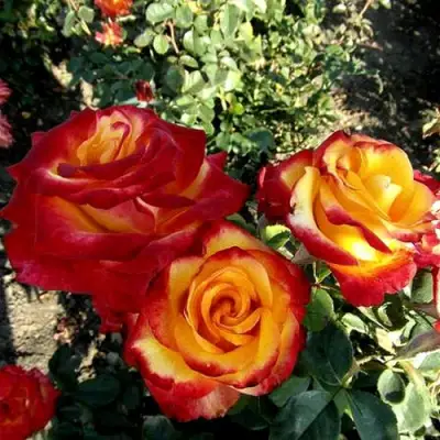 Роза ХАЙ МЭДЖИК чайно-гибридная в Кобрине