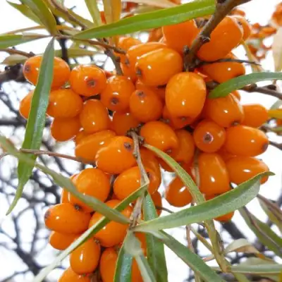 Облепиха КОСТЕР в Кобрине