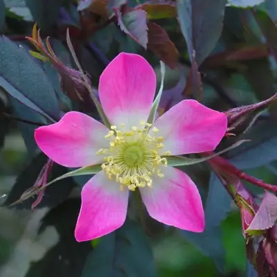 Роза сизая в Кобрине