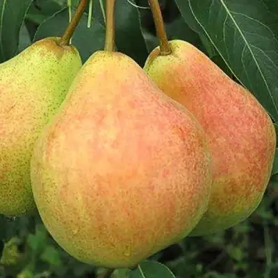 Груша ЛЮБИМИЦА ЯКОВЛЕВА в Кобрине