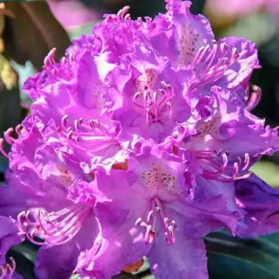 Рододендрон АЛЬФРЕД в Кобрине