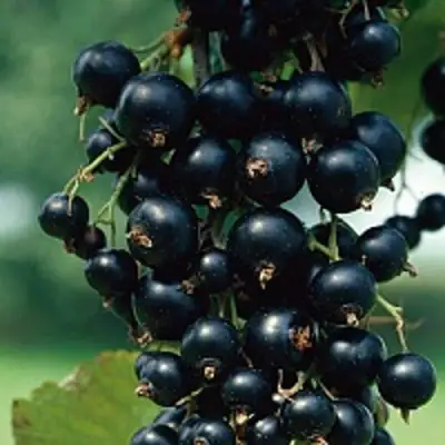 Смородина чёрная ВЕЛОЙ (ЛЕНИНГРАДСКАЯ СЛАДКАЯ) в Кобрине