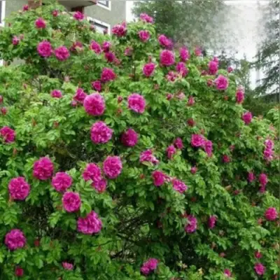 Шиповник ХАНСА в Кобрине