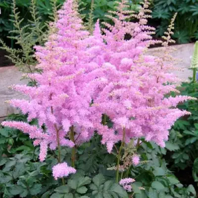 Астильба ГИАЦИНТ Арендса в Кобрине